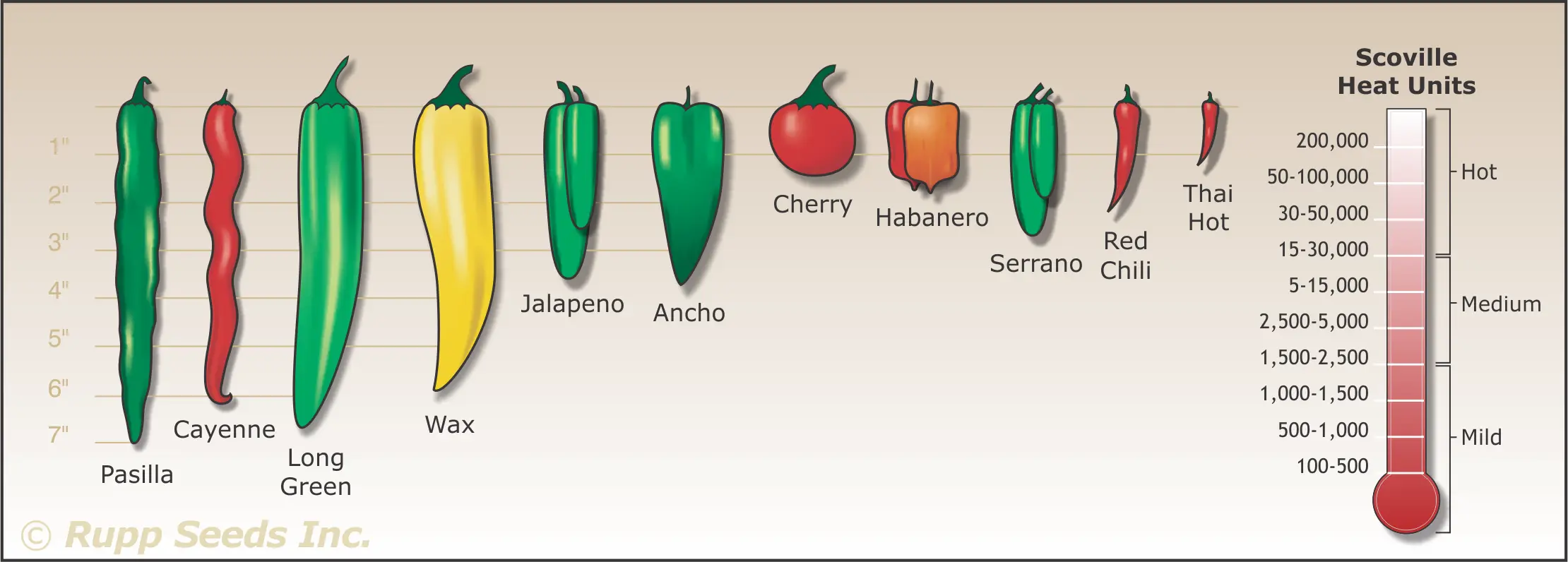 Varieties and hybrids of pepper