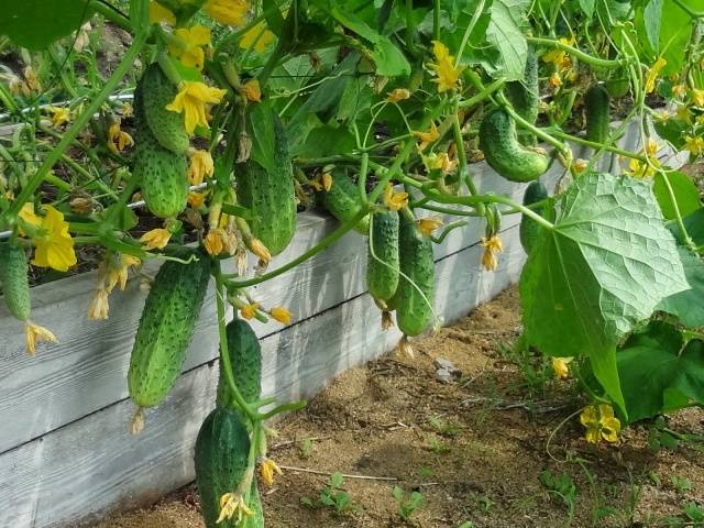 Varieties and seeds of cucumbers for greenhouses