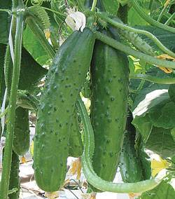 Varieties and seeds of cucumbers for greenhouses