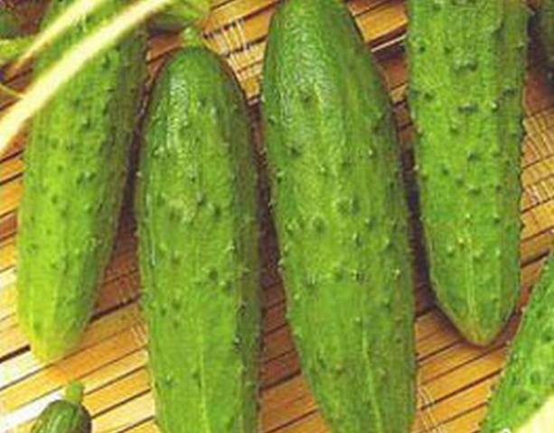 Varieties and seeds of cucumbers for greenhouses