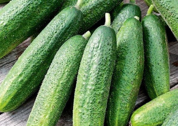 Varieties and seeds of cucumbers for greenhouses