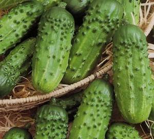 Varieties and seeds of cucumbers for greenhouses