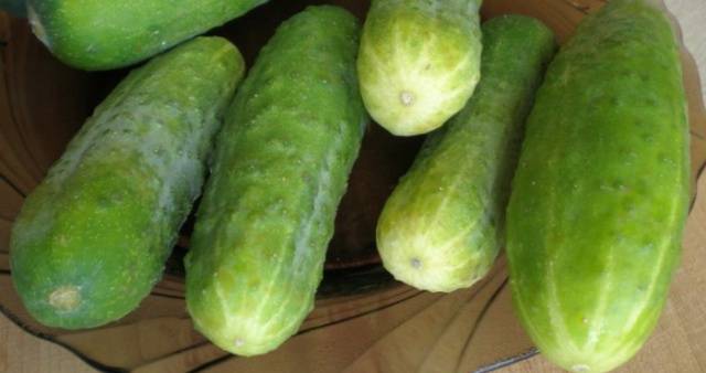 Varieties and seeds of cucumbers for greenhouses