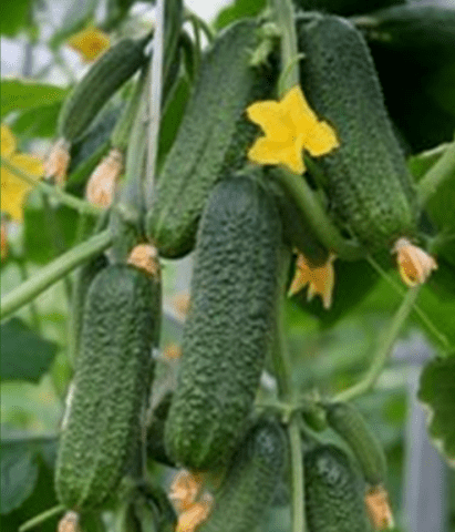 Varieties and seeds of cucumbers for greenhouses