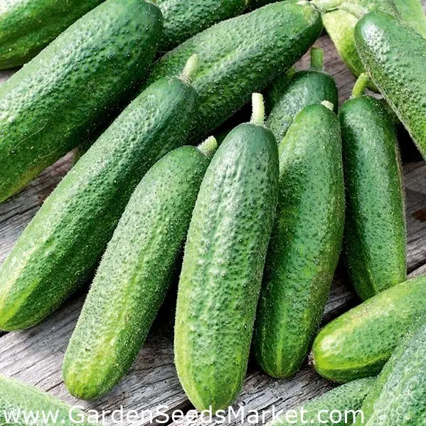 Varieties and seeds of cucumbers for greenhouses