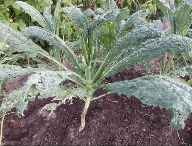 Varieties and technology of growing fodder cabbage