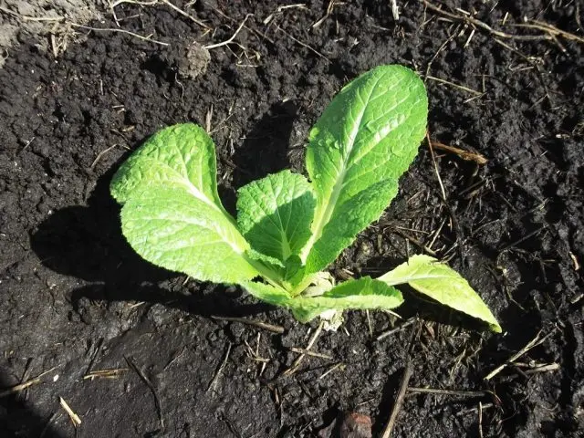 Varieties and technology of growing fodder cabbage