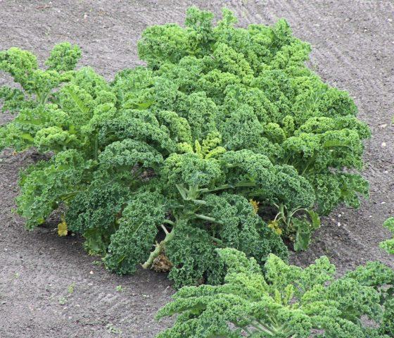 Varieties and technology of growing fodder cabbage