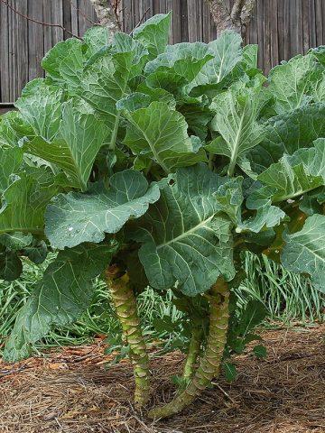 Varieties and technology of growing fodder cabbage