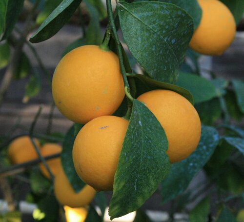 Varieties and types of lemons for home growing