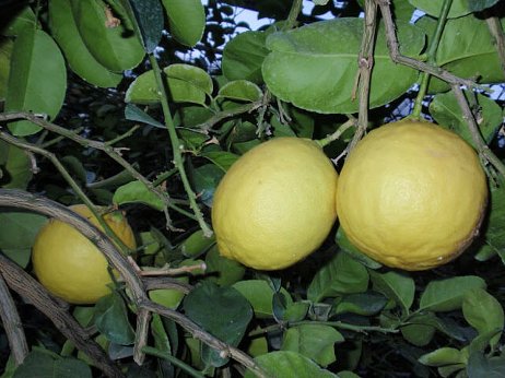 Varieties and types of lemons for home growing