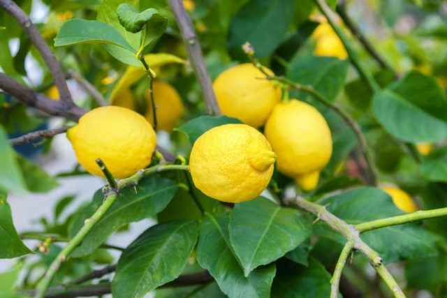 Varieties and types of lemons for home growing