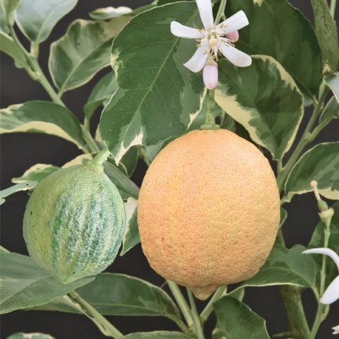 Varieties and types of lemons for home growing