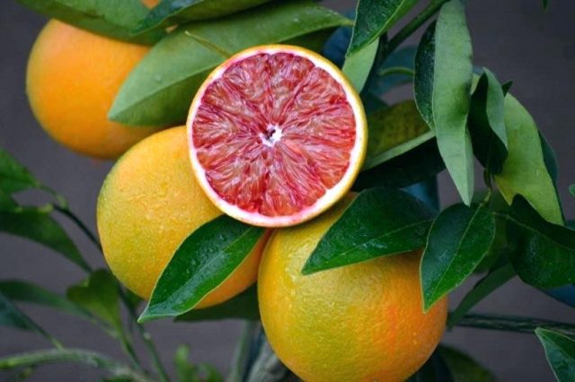 Varieties and types of lemons for home growing