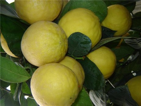 Varieties and types of lemons for home growing