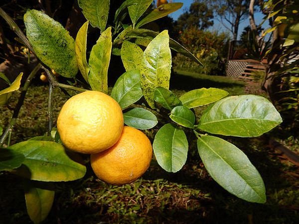 Varieties and types of lemons for home growing