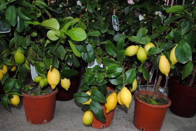 Varieties and types of lemons for home growing