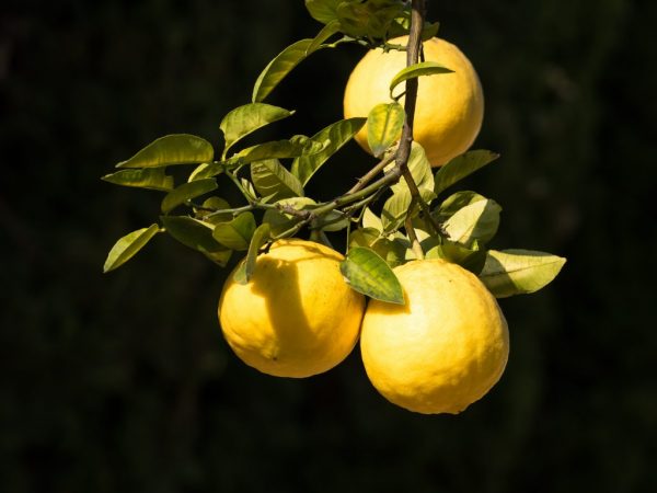 Varieties and types of lemons for home growing