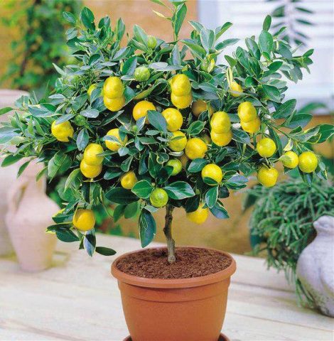 Varieties and types of lemons for home growing