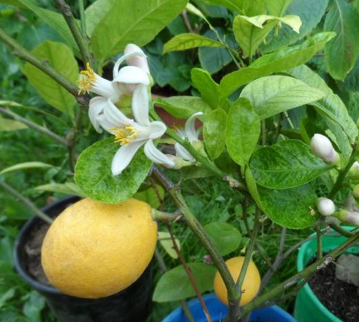 Varieties and types of lemons for home growing