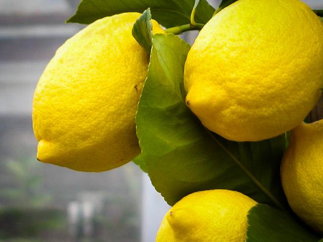 Varieties and types of lemons for home growing