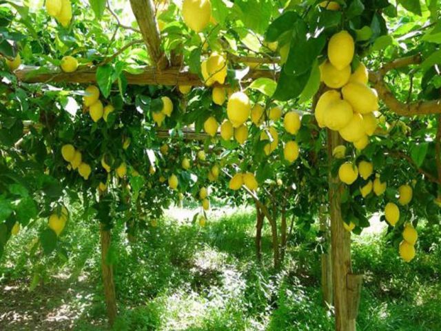 Varieties and types of lemons for home growing