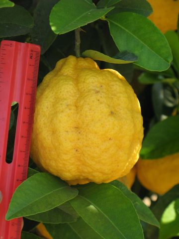 Varieties and types of lemons for home growing