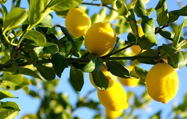 Varieties and types of lemons for home growing