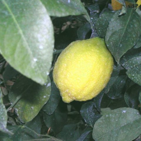 Varieties and types of lemons for home growing