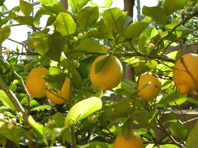 Varieties and types of lemons for home growing