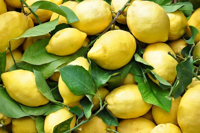 Varieties and types of lemons for home growing