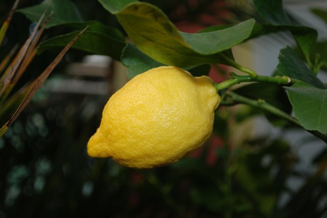 Varieties and types of lemons for home growing