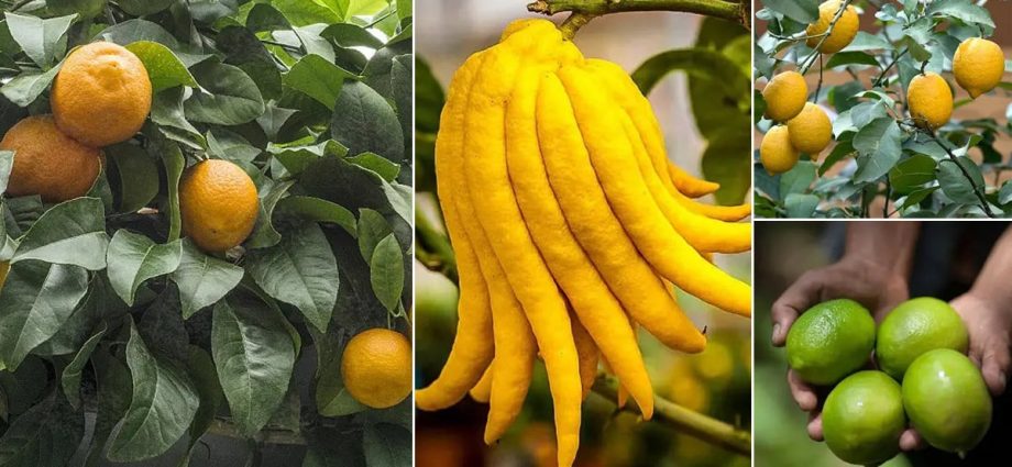 Varieties and types of lemons for home growing