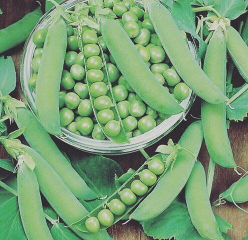 Varieties and types of peas: what are, photos and names