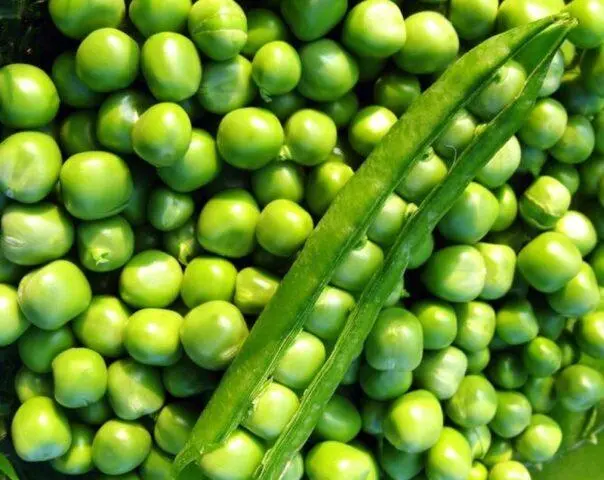 Varieties and types of peas: what are, photos and names