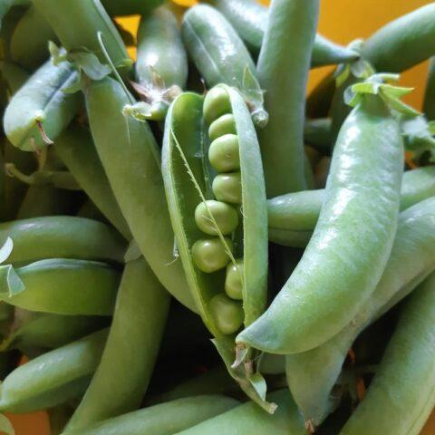 Varieties and types of peas: what are, photos and names