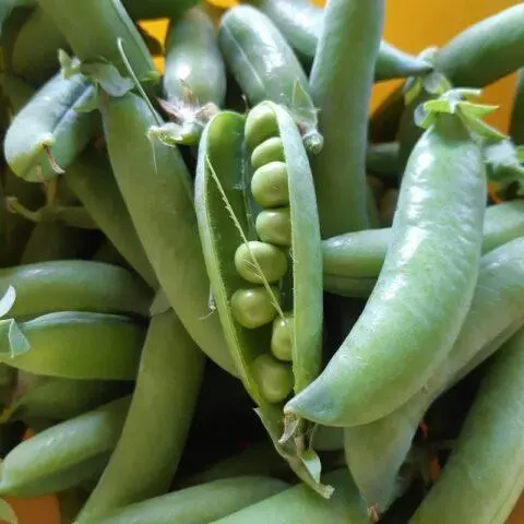 Varieties and types of peas: what are, photos and names