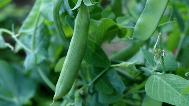 Varieties and types of peas: what are, photos and names