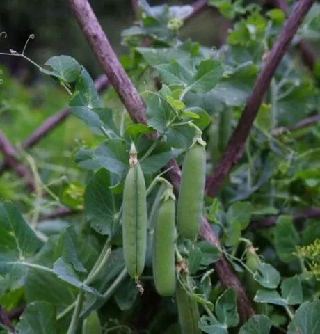 Varieties and types of peas: what are, photos and names