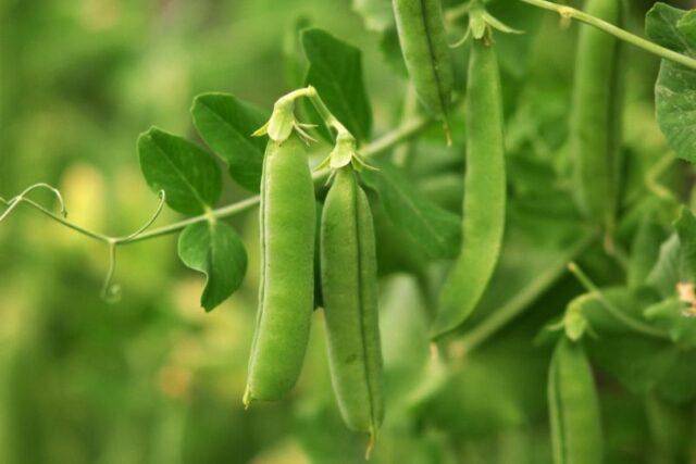 Varieties and types of peas: what are, photos and names