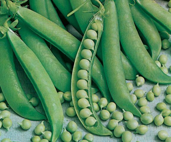 Varieties and types of peas: what are, photos and names