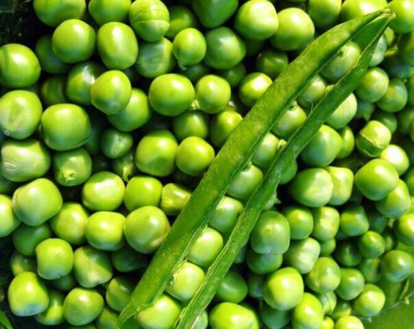 Varieties and types of peas: what are, photos and names