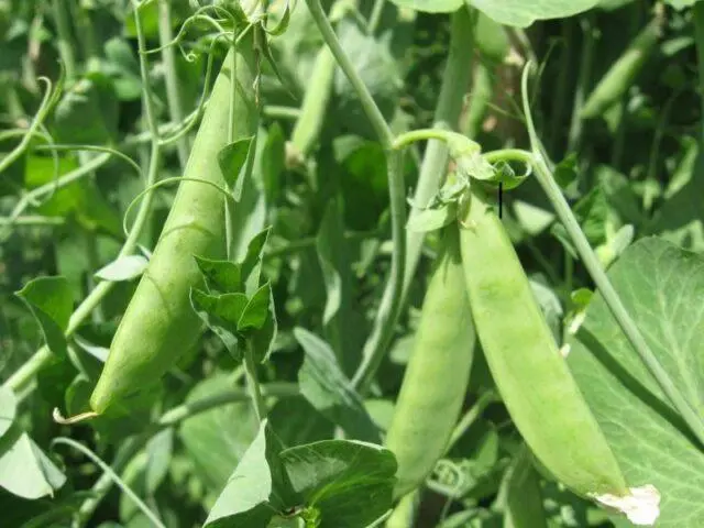 Varieties and types of peas: what are, photos and names