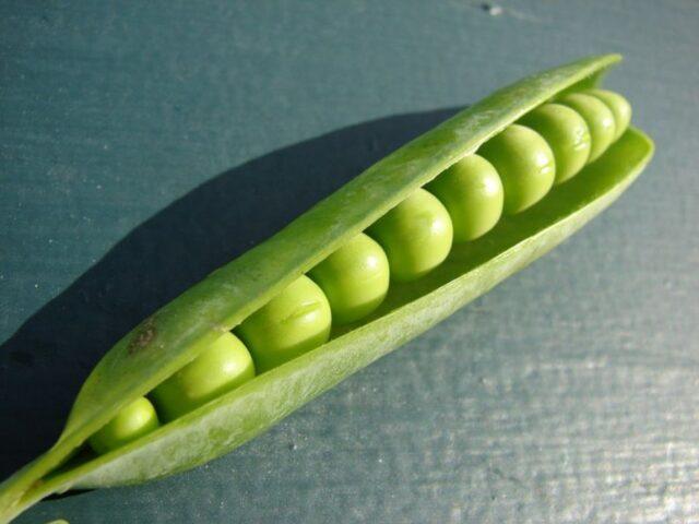 Varieties and types of peas: what are, photos and names