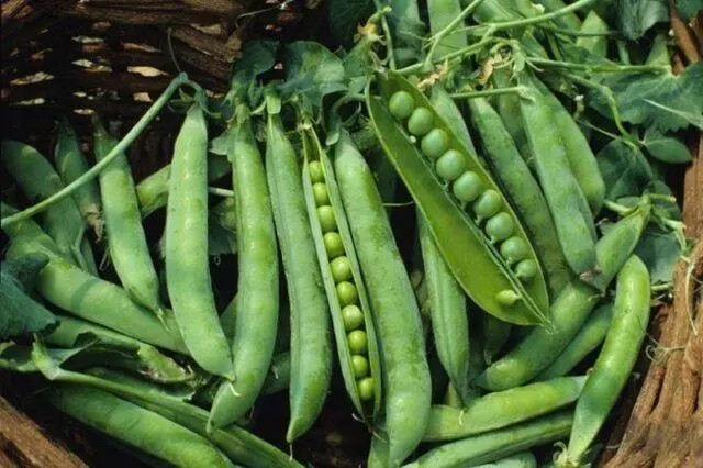 Varieties and types of peas: what are, photos and names