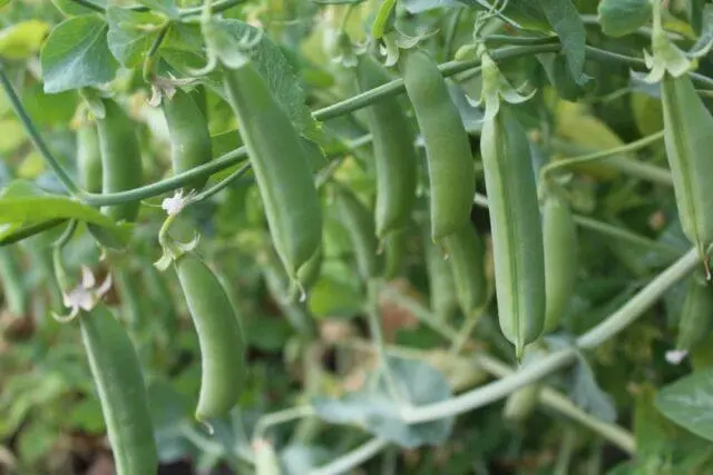 Varieties and types of peas: what are, photos and names