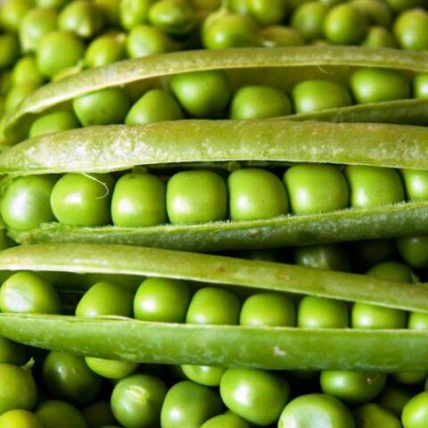 Varieties and types of peas: what are, photos and names