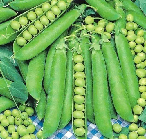 Varieties and types of peas: what are, photos and names