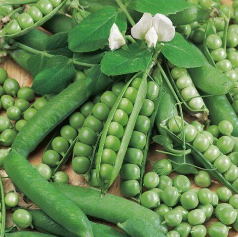 Varieties and types of peas: what are, photos and names