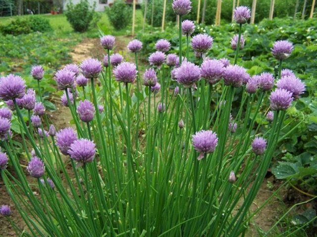 Varieties and types of perennial onions: photo with names